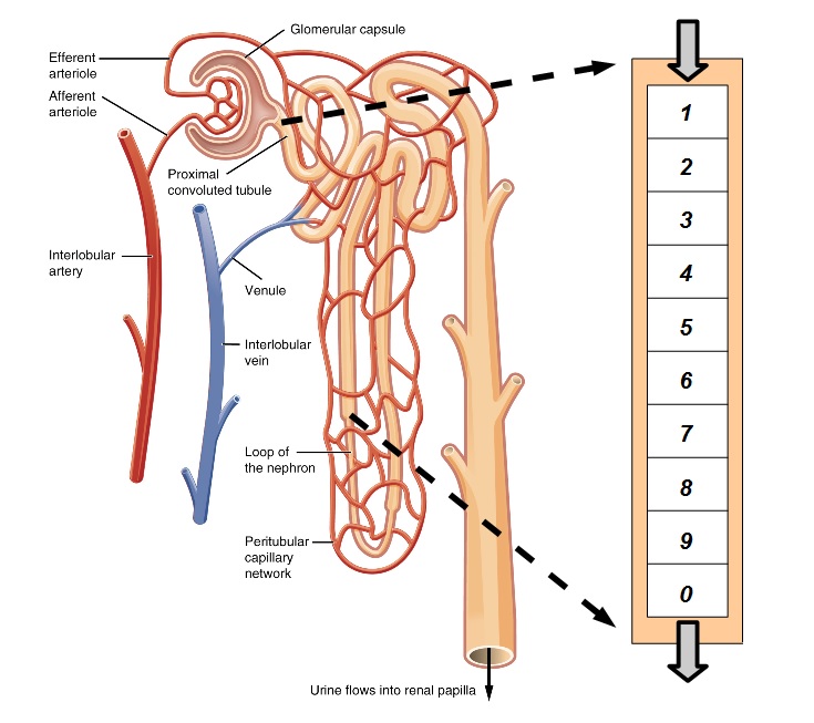 Simple Nephron Model