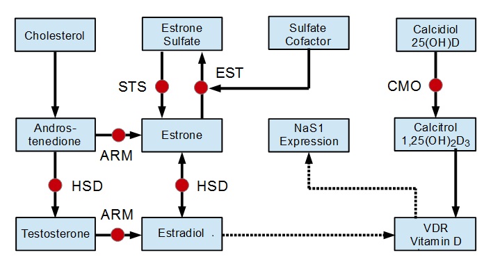 Simplified Metabolic Pathways